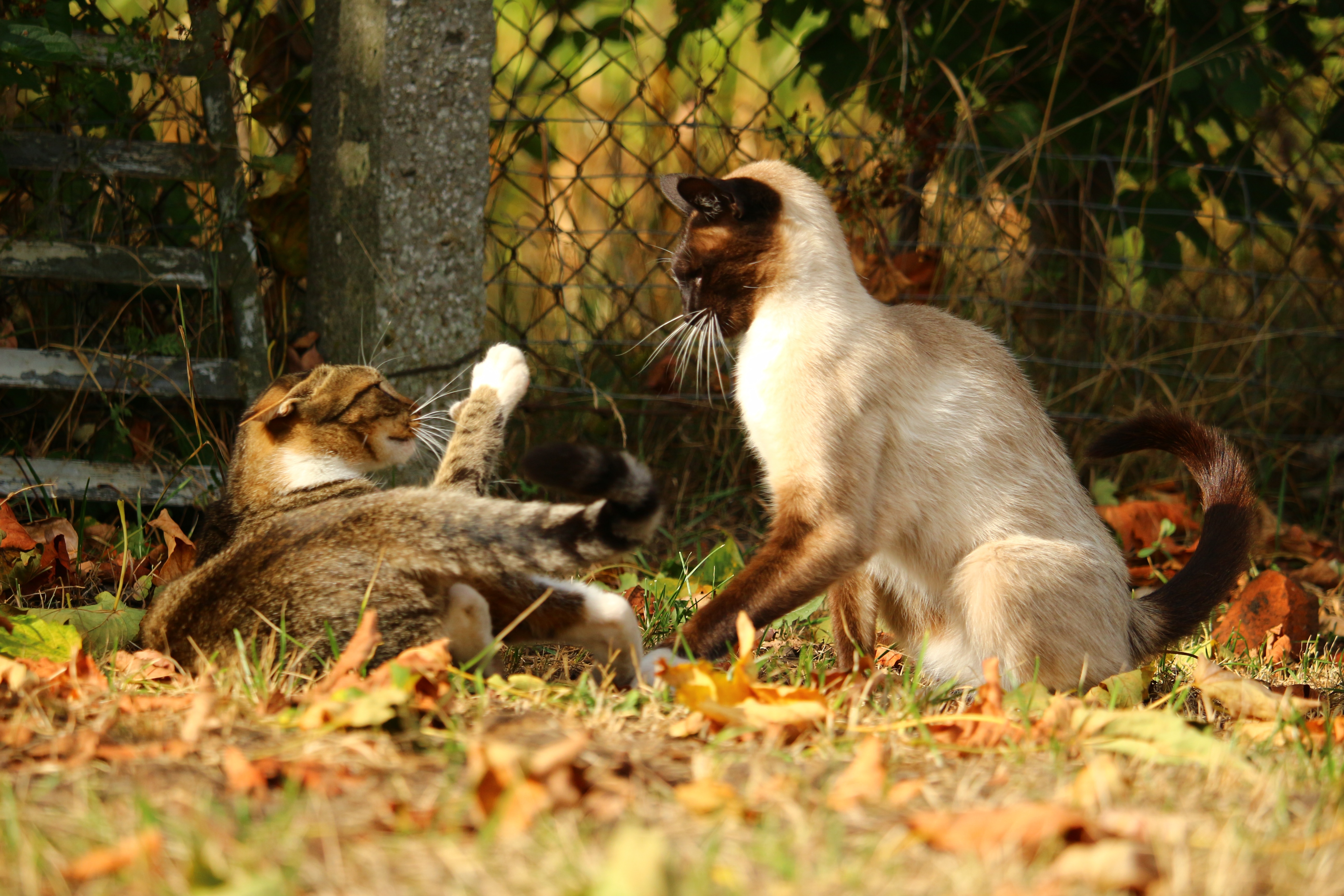 Коты дерутся