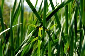 green grass in spring