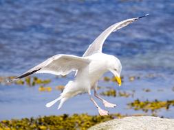 Herring Gull Seagull Bird Water