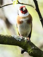 Stieglitz Songbird Garden Bird