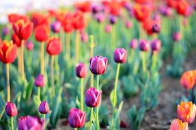 field of house flowers