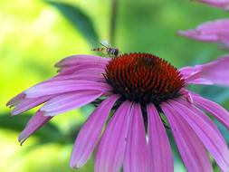 a flower with a fly in the garden