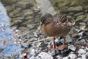 brown duck stands on stones in the water