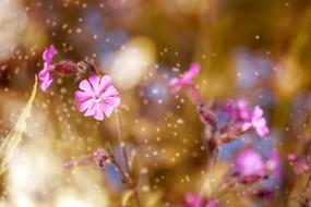 purple flowers on golden background