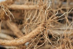 tree branch roots