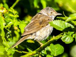 Whitethroat Bird Songbird