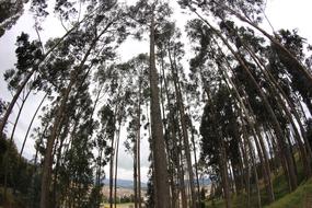 cloudy view of trees