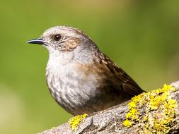 Dunnock Bird Songbird Garden