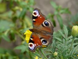 a butterfly with eyes on a flower