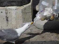 Seagull Animals City Close