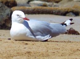 Bird Sea lying on sand beach