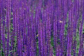 feuillet flowers a lot