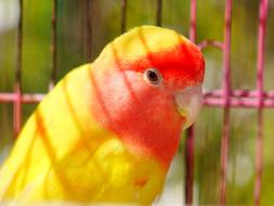 Parrot Animal