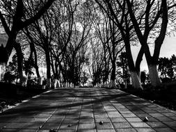 black and white photo of the park