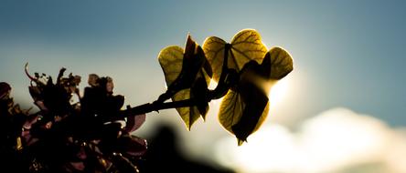 green leaves in the sunlight on a branch