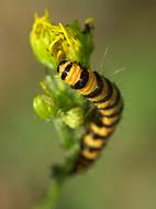 Macro Larva Insect