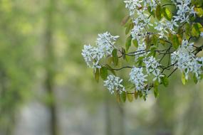 the white flowers on the foliage are beautiful