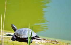 Turtle Water Reptile