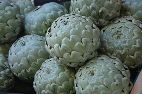 artichoke green ripe