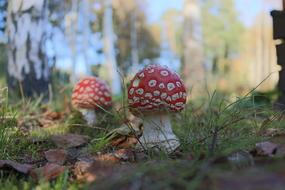 small fly agarics in the forest