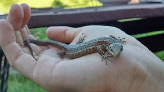 a little lizard in my hand