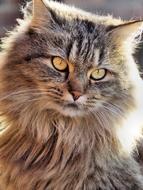 Cat Maincoon Nature