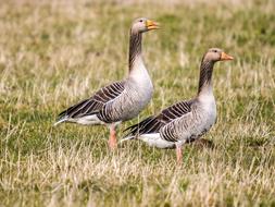 Goose Greylag Bird Water