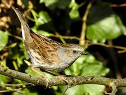 Dunnock Songbird Garden Bird