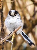 Tit Long Tailed Songbird