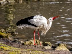 Stork White Bird