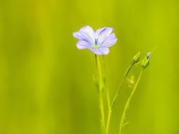 Smock Flower Plant