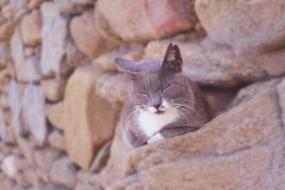 Cat Asleep Furry Grey Cute