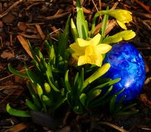 yellow flower with a blue egg