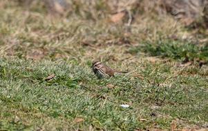 Song Sparrow Bird Animal