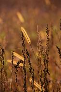 Grass Autumn Brown