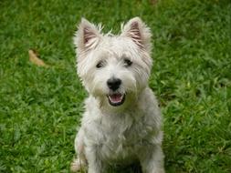 Dog West Highland Terrier Westie