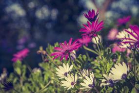 spring bloom is beautiful