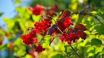 Red Fruits Berries Berry Close