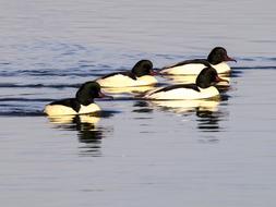 Merganser Bird Water