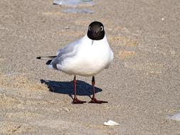 Black Headed Gull Seagull Bird