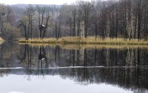 lake with trees in the forest