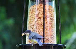 Tit Bird Foraging