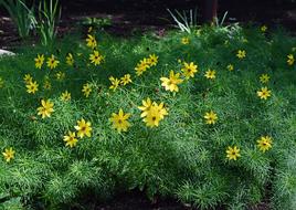 Coreopsis Verticillata Tickseed