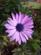 beautiful flowers in the forest
