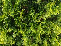 Thuje Thuja tree Texture