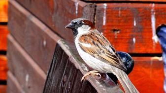 The Sparrow Common Bird