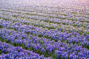 Netherlands Flower Spring