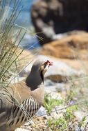 Bird Partridge by the Water