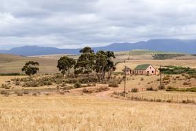 wheat field with house