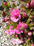 Pink Flowers Green